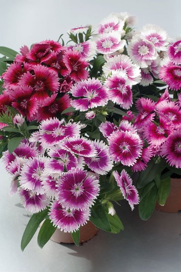 Гвоздика гибридная (Dianthus interspecific)