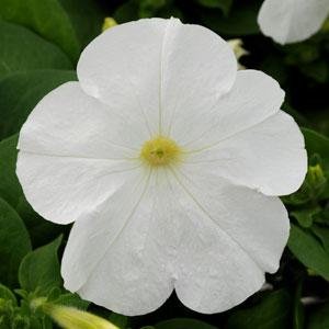 Петуния многоцветковая (генетически компактная) (Petunia multiflora)