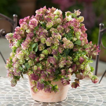 Душица круглолистная (Origanum rotundifolium)