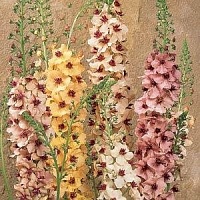 Коровяк гибридный (Verbascum hybrida)