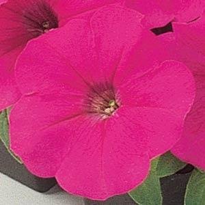 Петуния многоцветковая (Petunia multiflora)