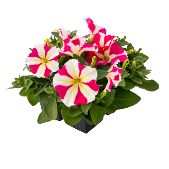 Петуния многоцветковая (генетически компактная) (Petunia multiflora) Петуния многоцветковая (генетически компактная) (Petunia multiflora)