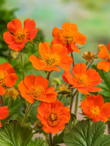Гравилат шарлаховый (Geum coccineum)