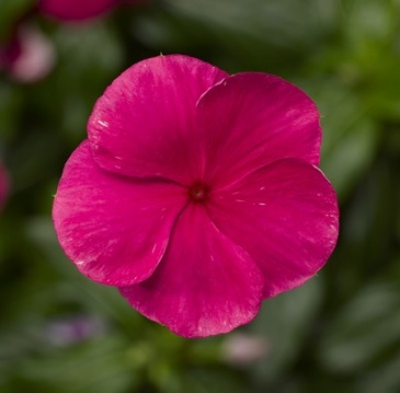 Катарантус розовый (Vinca rosea)