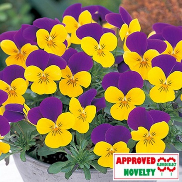 Виола рогатая (Viola cornuta)