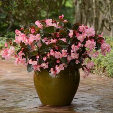 Бегония гибридная (бронзовая листва) (Begonia hybrida)