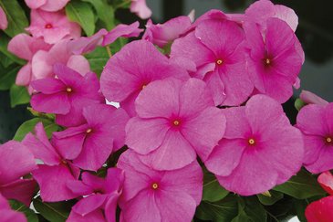 Катарантус розовый (Vinca rosea)