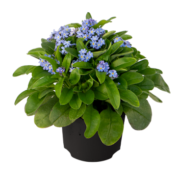 Незабудка лесная (Myosotis sylvatica)