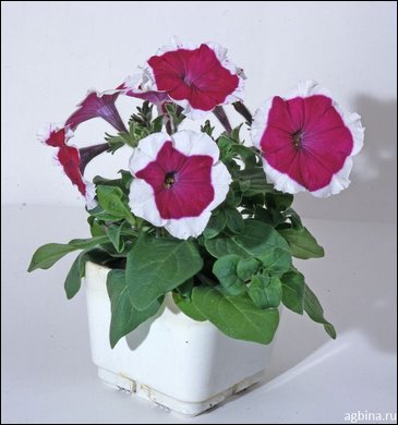 Петуния мелкоцветковая (Petunia milliflora)