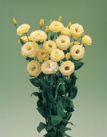 Лизиантус (Эустома) крупноцветковый (Lisianthus grandiflorum)