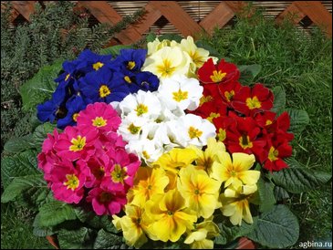 Примула бесстебельная (Primula acaulis)