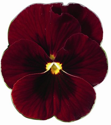 Виола рогатая (Viola cornuta)