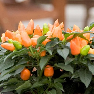 Перец летний (Capsicum annuum)