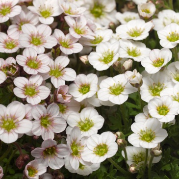 Камнеломка Арендса (Saxifraga arendsii)