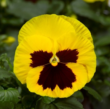 Виола Виттрока (Viola wittrockiana)