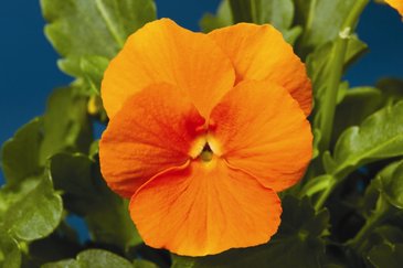 Виола рогатая (Viola cornuta)