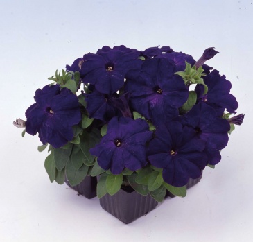 Петуния многоцветковая (генетически компактная) (Petunia multiflora)