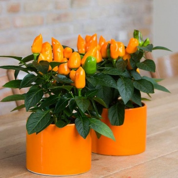 Перец летний (Capsicum annuum)