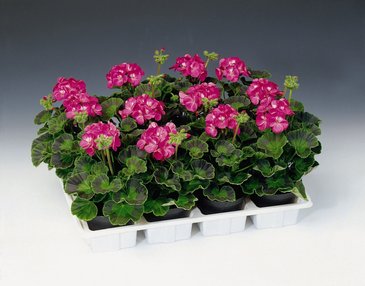 Герань (пеларгония садовая) (Pelargonium x hortorum)