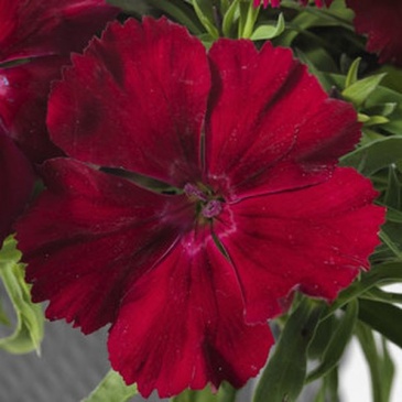 Гвоздика китайская (Dianthus chinensis)