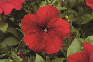 Петуния многоцветковая (Petunia multiflora)