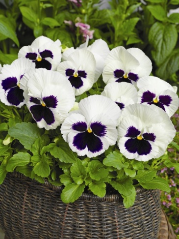 Виола Виттрока (Viola wittrockiana)