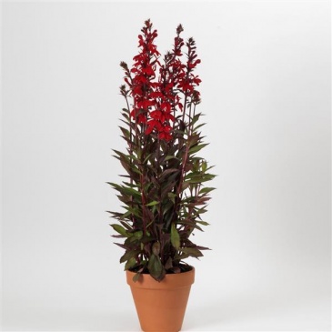 Лобелия прекрасная (Lobelia speciosa)