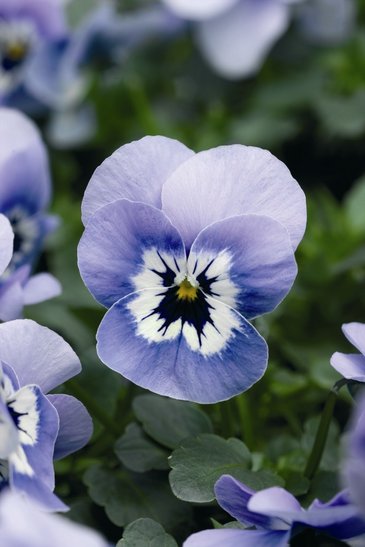 Виола рогатая (Viola cornuta)