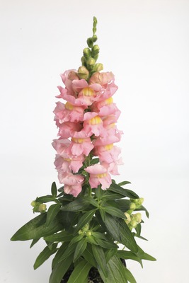 Львиный зев (Антирринум) большой (Antirrhinum majus)