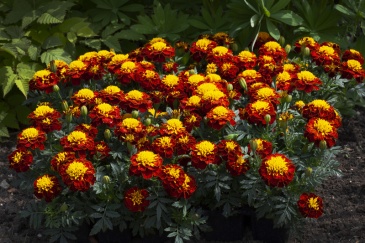 Бархатцы отклоненные (Tagetes patula) Бархатцы отклоненные (Tagetes patula)