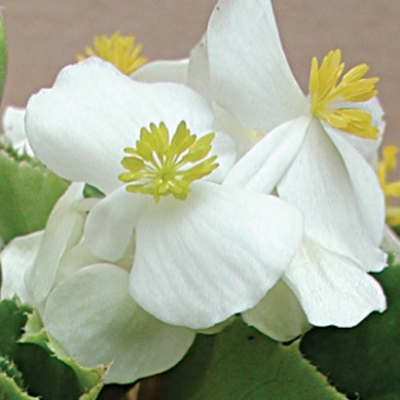 Бегония вечноцветущая (зеленая листва) (Begonia semperflorens)