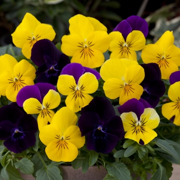 Виола виттрока ампельная (Viola x wittrockiana)