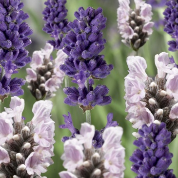 Лаванда узколистная (Lavandula angustifolia)