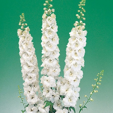 Дельфиниум высокий (Delphinium elatum)