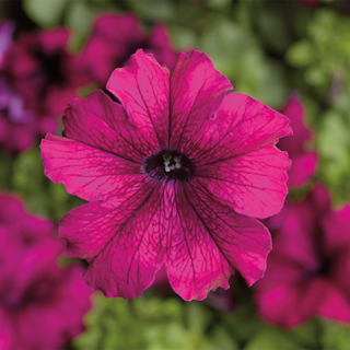 Петуния крупноцветковая (Petunia grandiflora)