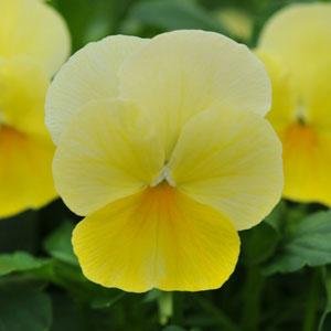 Виола рогатая (Viola cornuta) Виола рогатая (Viola cornuta)