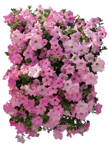 Петуния ампельная гибридная (Petunia x hybrida)
