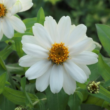 Цинния изящная (Zinnia elegans)