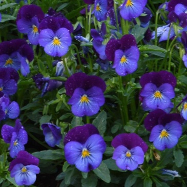 Виола рогатая (Viola cornuta)
