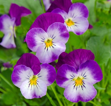 Виола рогатая (Viola cornuta)