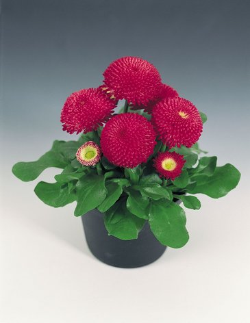 Маргаритка многолетняя (Bellis perennis)