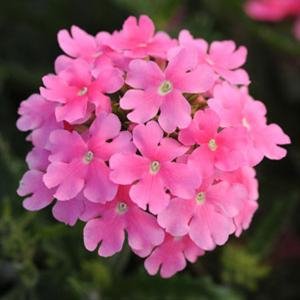 Вербена гибридная (Verbena hybrida)