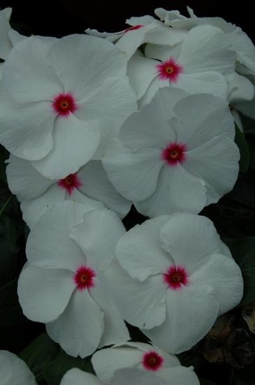 Катарантус розовый (Vinca rosea)