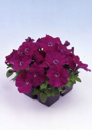 Петуния многоцветковая (генетически компактная) (Petunia multiflora)