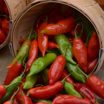 Перец ягодный (Capsicum baccatum)