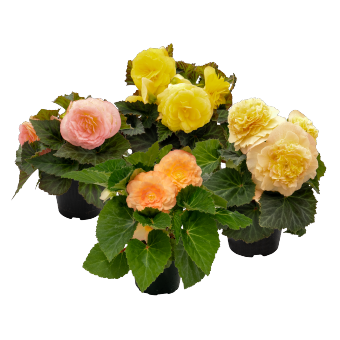 Бегония клубневая махровая (Begonia tuberhybrida)