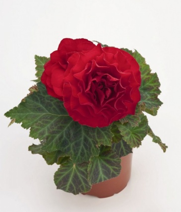 Бегония клубневая махровая многоцветковая (Begonia tuberhybrida multiflora)