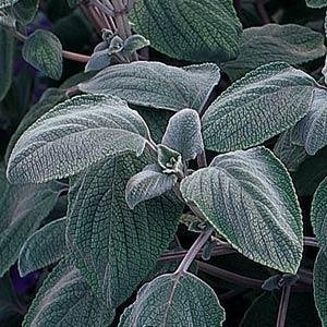 Плектрантус серебристый (Plectranthus argentatus) Плектрантус серебристый (Plectranthus argentatus)