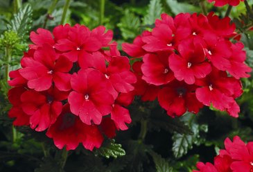 Вербена гибридная (Verbena hybrida)