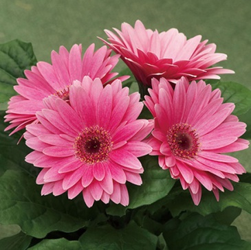 Гербера Джемсона (Gerbera jamesonii)